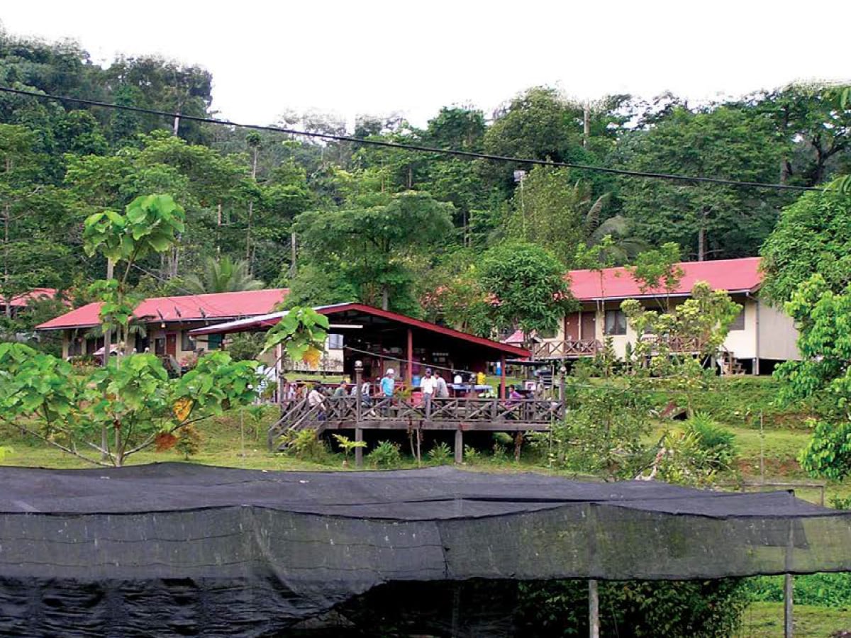 1200x900-borneo-rainforest-project@2x